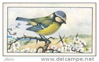 Image Bird Oiseau  /  Blue Tit  /  Mésange Bleue  //  Ref 01/8 - Gallaher