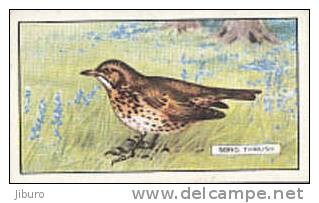 Image Bird Oiseau  /  Song Thrush  /  Grive Musicienne  //  Ref 01/8 - Gallaher