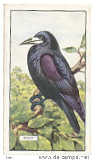 Image Bird Oiseau  /  Rook  /  Corbeau  //  Ref 01/8 - Gallaher