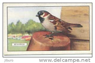 Image Bird Oiseau  /  Sparrow  /  Moineau  //  Ref 01/8 - Gallaher