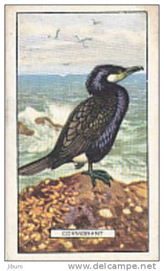 Image Bird Oiseau  /  Cormorant   //  Ref 01/8 - Gallaher