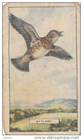 Image Bird Oiseau  /  Skylark  /  Alouette   //  Ref 01/8 - Gallaher