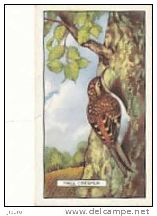 Image Bird Oiseau Rapace /  Tree Creeper  /  Grimpereau Des Bois  //  Ref 01/8 - Gallaher