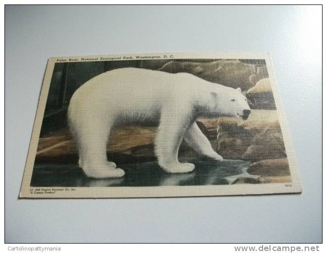 Orso Polar Bear - Bears