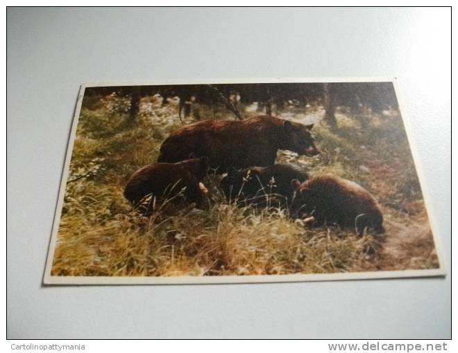 Orso Black Bear And Cubs - Ours