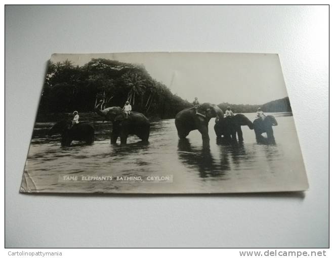 Elefanti Bathing Ceylon - Elephants