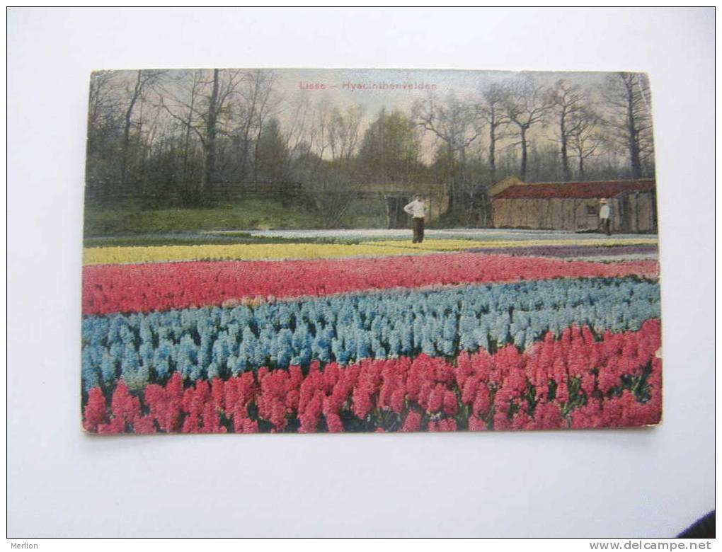 Keukenhof - Lisse-Holland  -Hyacinthenvelden   D72901 - Lisse