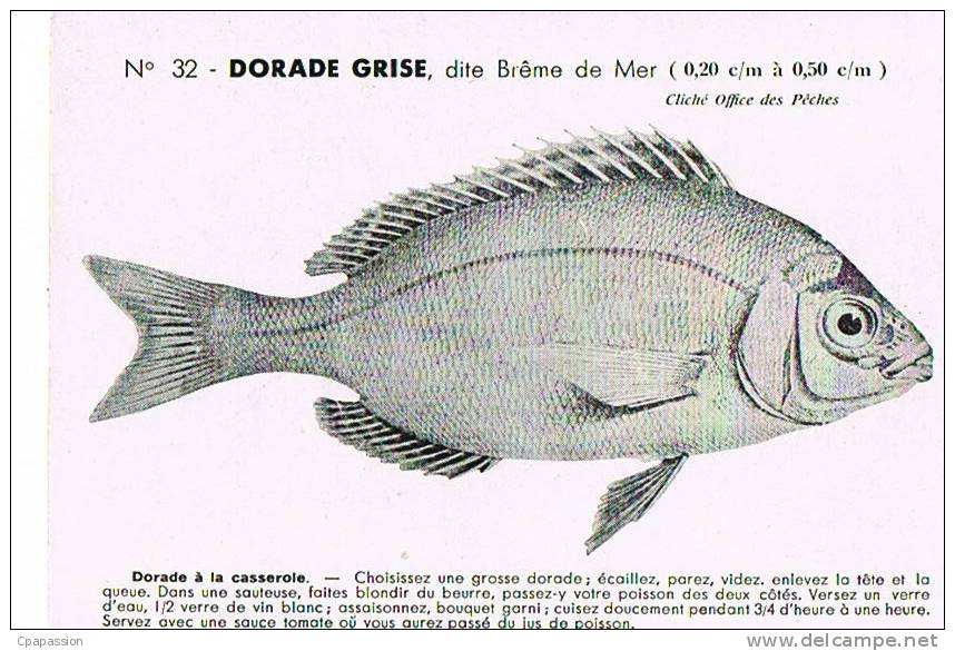 POISSONS- DORADE GRISE  -Cliché Office Des Pêches N° 32-- Scans Recto-verso-Paypal Sans Frais - Fishing