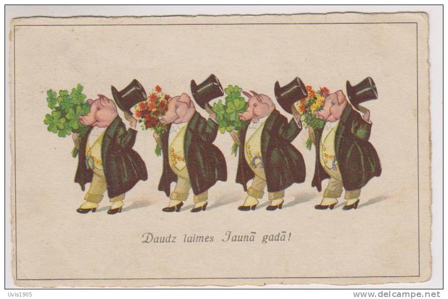 Pigs As Gentlemans. - Cochons