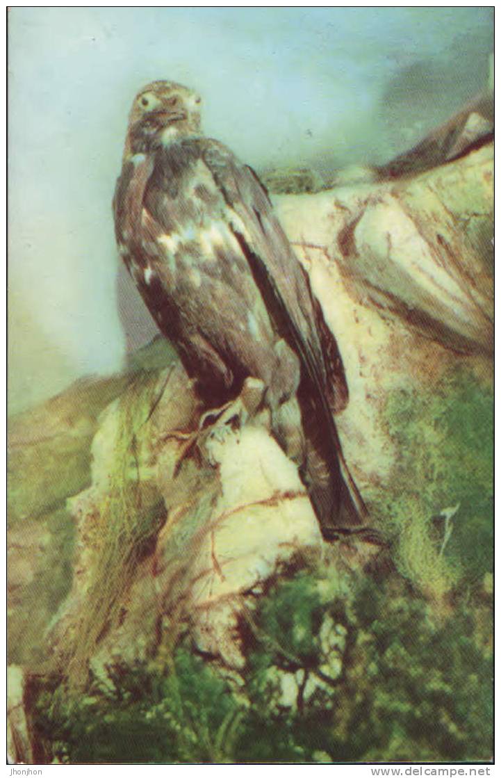 Romania- Postcard Unused- Eagle Aquila(aquila Chrysaetus) - 2/scans - Vögel