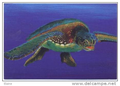 Green Turtle - Tortues