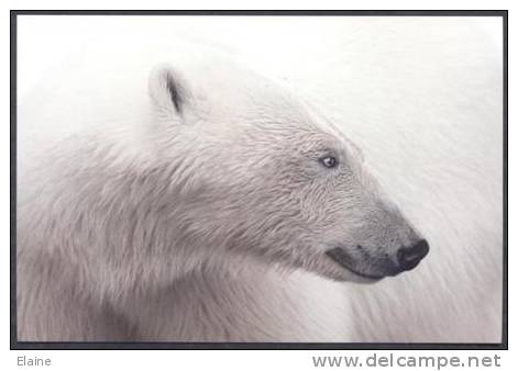 White Bear - Beren