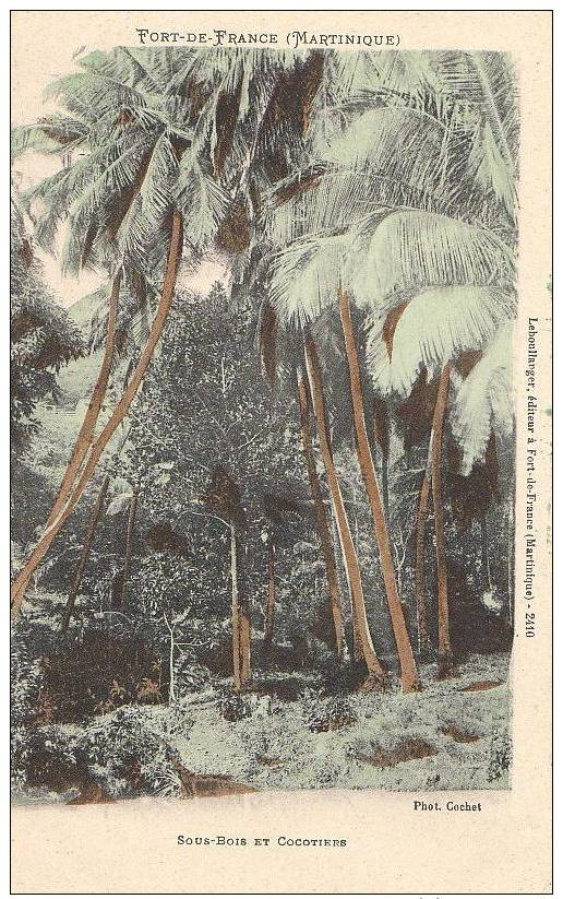 MARTINIQUE " FORT De FRANCE "  Belle CPA Colorisée SOUS BOIS " Et Ses Gds ARBRES  COCOTIERS " - Fort De France