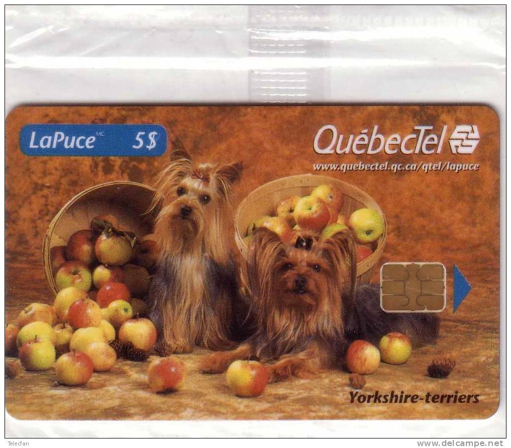 CANADA QUEBECTEL YORKSHIRE TERRIERS AVEC POMME WITH APPLE 5$  Nsb MINT IN BLISTER  RARE - Canada