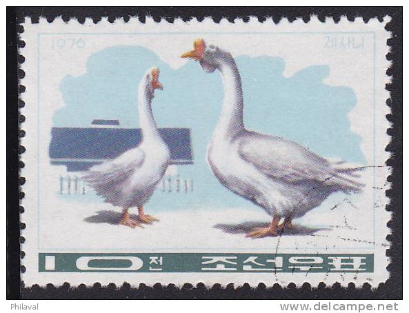 Couple D' Oies - Geese