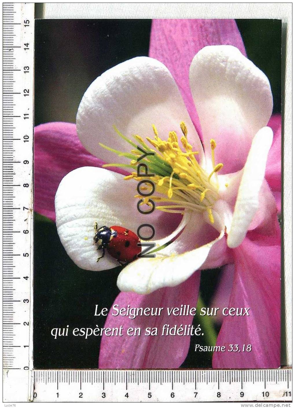 COCCINELLE Dans Une Fleur  -   Psaume  33,18  Le Seigneur Veille Sur Ceux Qui Espèrent En Sa Fidélité - Insectos