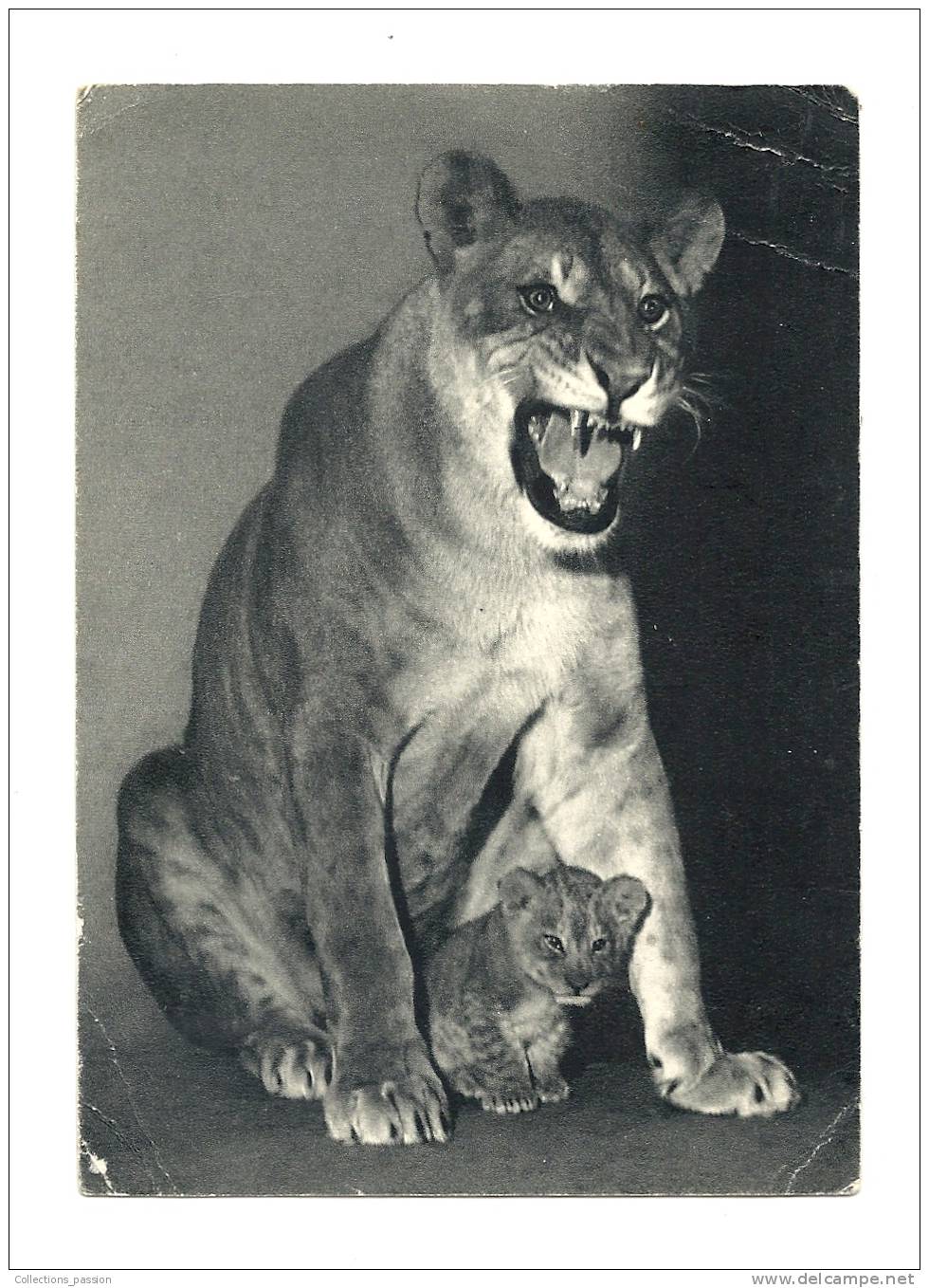 Cp, Animaux, Lionne Et Son Petit (Zoo De VIncennes), Comité National De L´Enfance, Voyagée 1952 - Lions