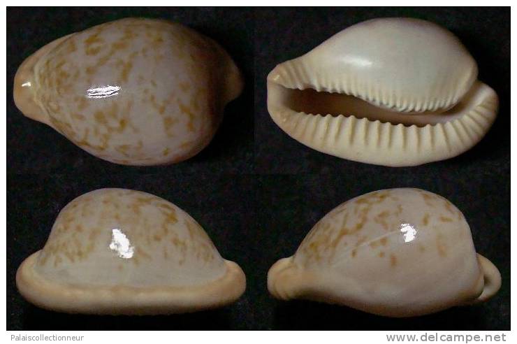 N°3807 // CYPRAEA  FUSCORUBRA   "AFRIQUE Du SUD" //  F++/F+++  :  GROSSE : 36,3mm  . - Coquillages