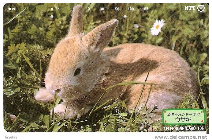 TARJETA DE JAPON DE UN CONEJO (RABBIT) - Conejos