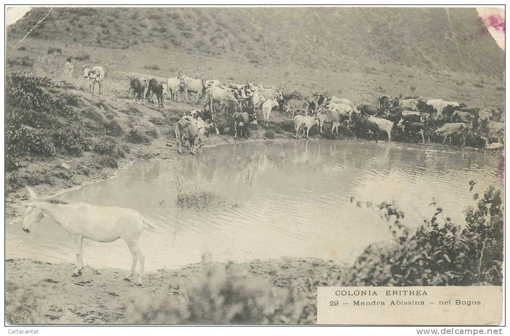 EX COLONIA ERITREA. MANDRIA ABISSINA NEI BOGOS.  CARTOLINA DI EPOCA COLONIALE - Eritrea