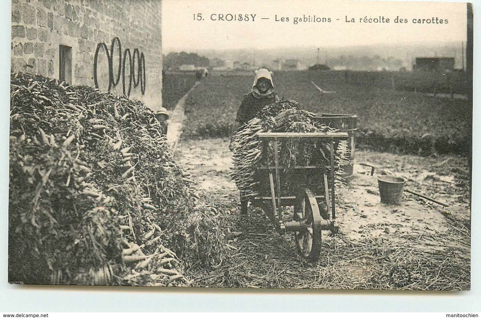 DEP 78 CROISSY SUR SEINE LES GABILLONS LA RECOLTE DES CAROTTES  SUPERBE PLAN - Croissy-sur-Seine