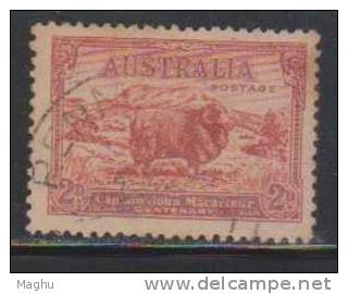 Australia Used 1934, 2d Sheep, Farm Animal, Merino Ram - Usados
