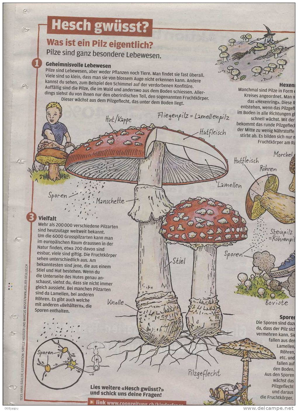 Page Coop Theme Champignon - Autres & Non Classés