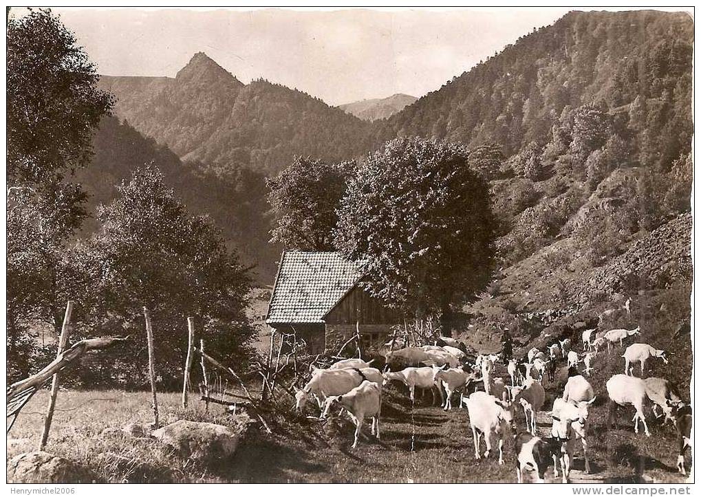 Haut Rhin - Munster , Troupeau De Chèvres A La Vallée De La Wormsa , Ed Photo Arnold De Colmar - Munster