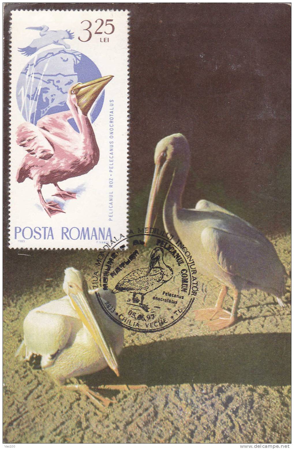 Pélicans Pelicanus - 1997 Maxicard,cartes Maximum Romania. - Pélicans