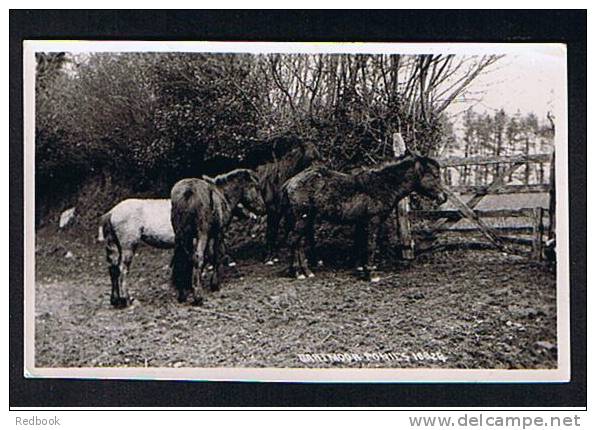 RB 699 - 1951 Chapman Real Photo Postcard - Dartmoor Ponies - Horses & Animal Theme - Pferde
