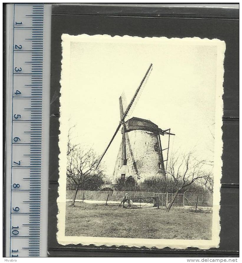 HEKELGEM - WINDMOLEN - MOLEN - MOULIN - MILL - MÜHLE - MOLINO - CHROMO DE BEUKELAAR CICHOREI - De Beukelaer