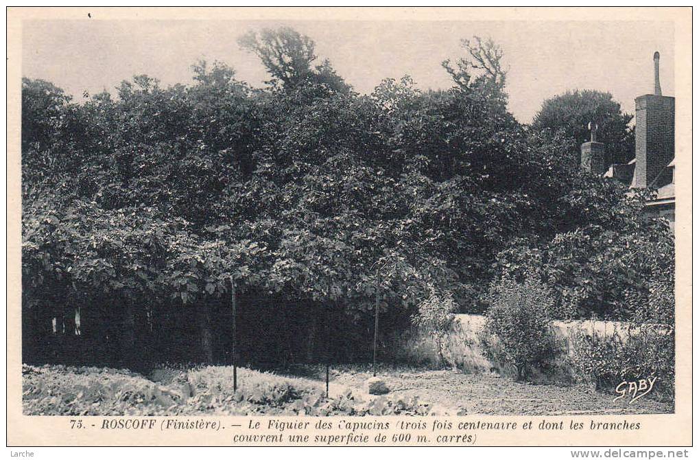 Dép. 29 - ROSCOFF - Le Figuier Des Capucins - Ed. G. Artaud N°75 - Roscoff