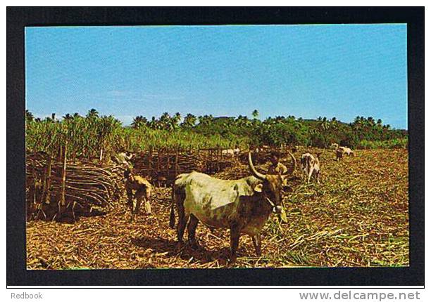 RB 701 - Fiji Postcard - Loading Cane - Bullocks - Fidji
