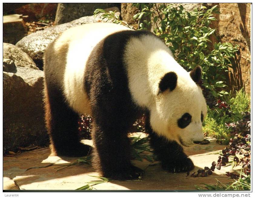 1 X China Animal Postcard - Panda Or Giant Panda - Ours Panda - Beren