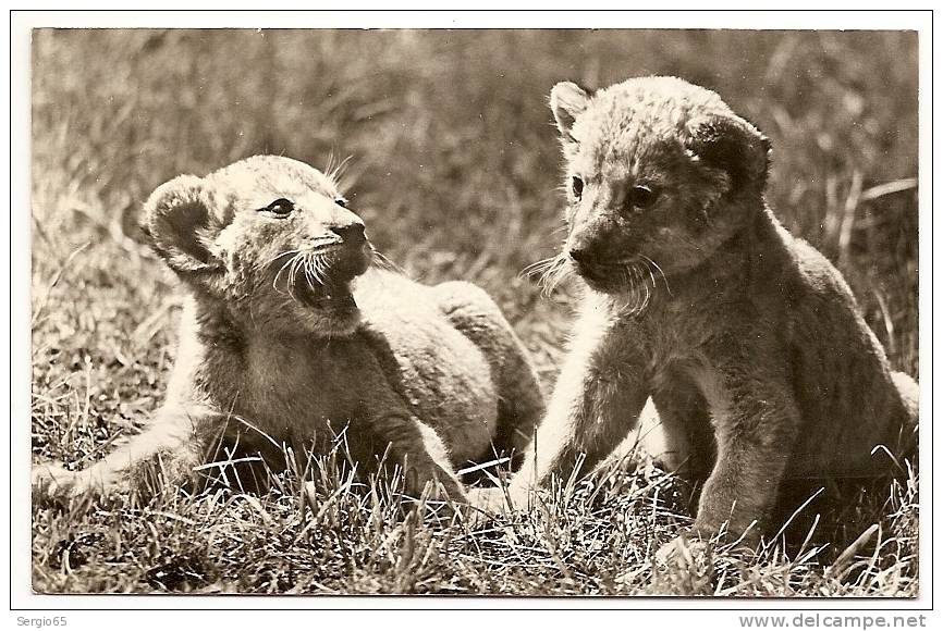 BABY LIONES-ORIGINAL PHOTOGRAPHY-not Traveled - Lions
