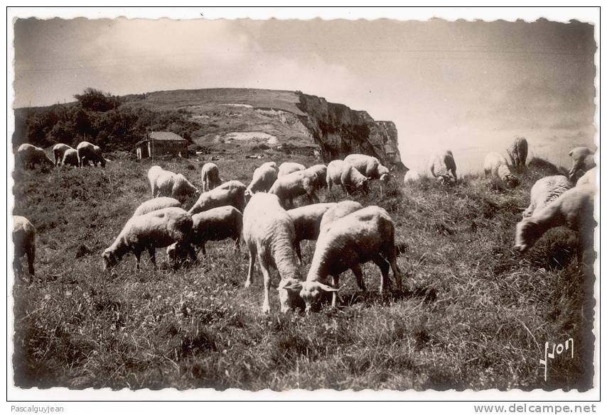 CARTE PHOTO BERNEVAL SUR MER - PIQUE NIQUE SUR LA FALAISE - Berneval