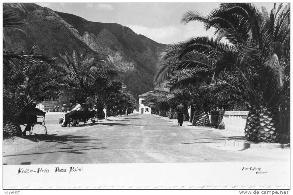 KOTOR (Montenegro) Avenue Des Palmiers - Montenegro