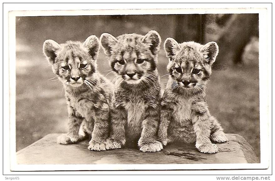 ORIGINAL PHOTOGRAPHY FROM BUDAPEST ZOO-BABY TIGERS-not Traveled - Tijgers