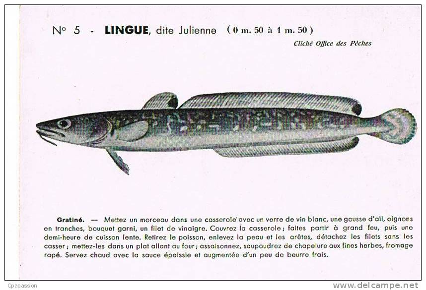 POISSONS-LINGUE-  Cliché Office Des Pêches -  N° 5-  Avec Recette - Recto-verso-PAYPAL SANS FRAIS - Fish & Shellfish