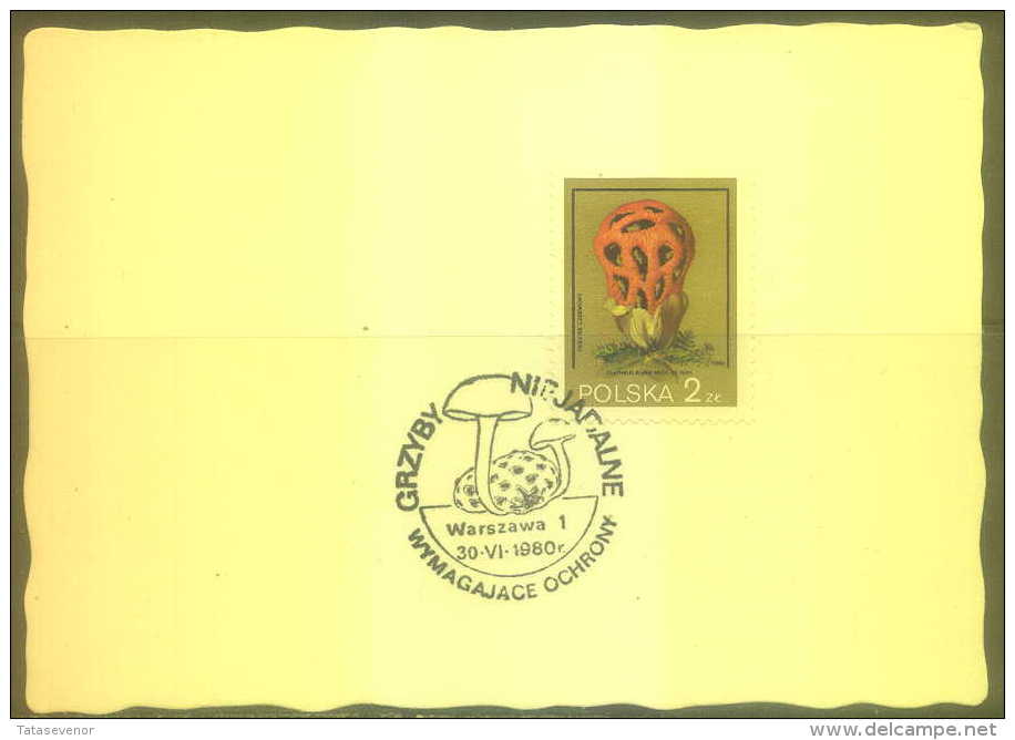 B2 POLAND PL 005 Maximum Card Mushrooms - Tarjetas Máxima