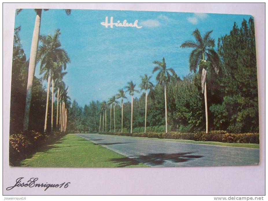 ROYAL PALM LINED ENTRANCE TO THE CLUB HOUSE AT HIALEAH RACECOURSE. MIAMI FLORIDA - Miami