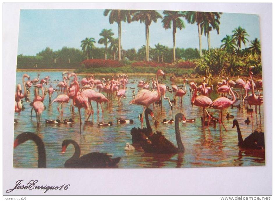 FLAMINGOS AND SWANS ON THE INFIELD LAKE AT BEAUTIFUL HIALEAH RACE COURSE. HIALEAH, FLORIDA - Miami