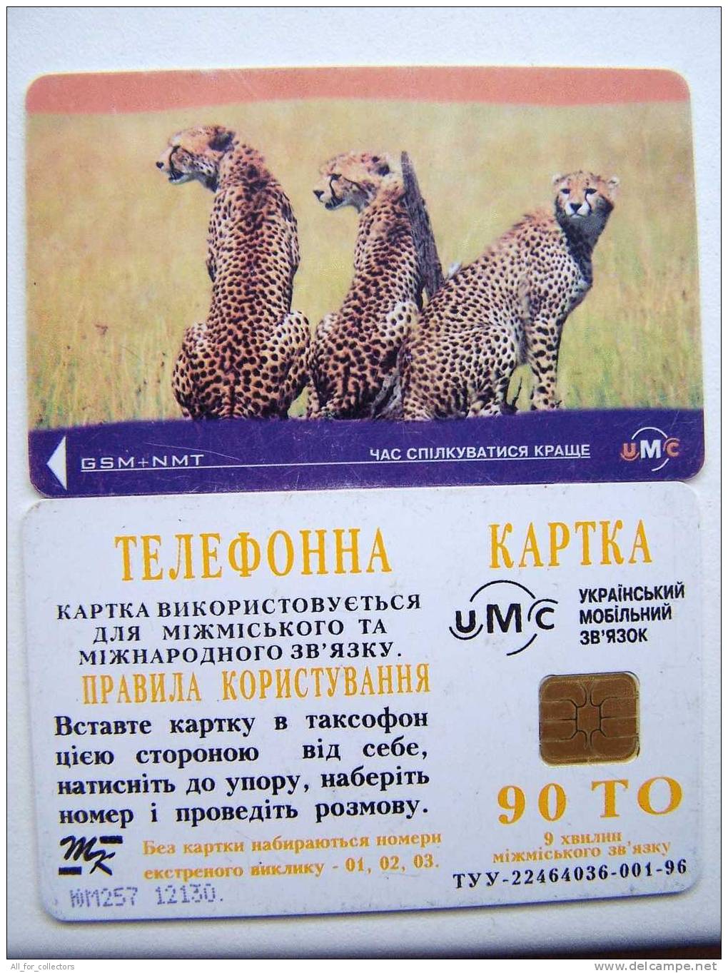 Low Tirage CHEETAH Chip Phone Card Carte Karte From UKRAINE UMC. Guépards Geparden Cat Family GSM+NMT 90 TO - Oekraïne