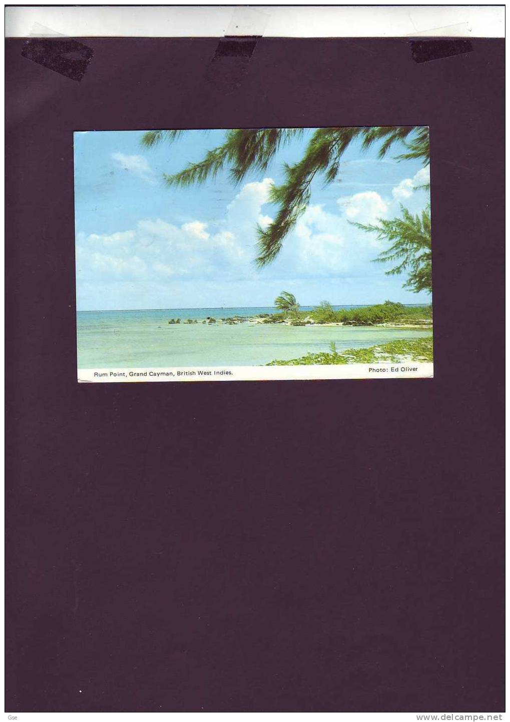 CAYMAN ISLANDS  1986 - Cartolina - Yvert  462 - Fauna  E Fiori - Cayman Islands