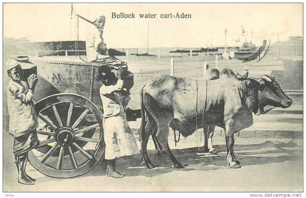 YEMEN , Bullock Water Cart Aden , *9898 - Yémen