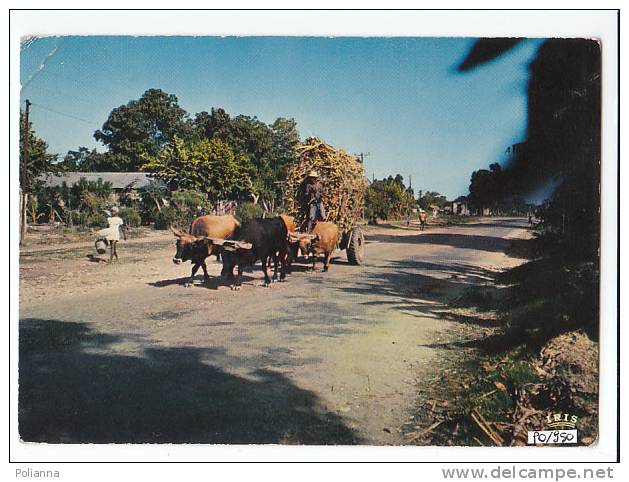 PO950# CARAIBI - HAITI - CARRO CON BUOI  No VG - Haiti