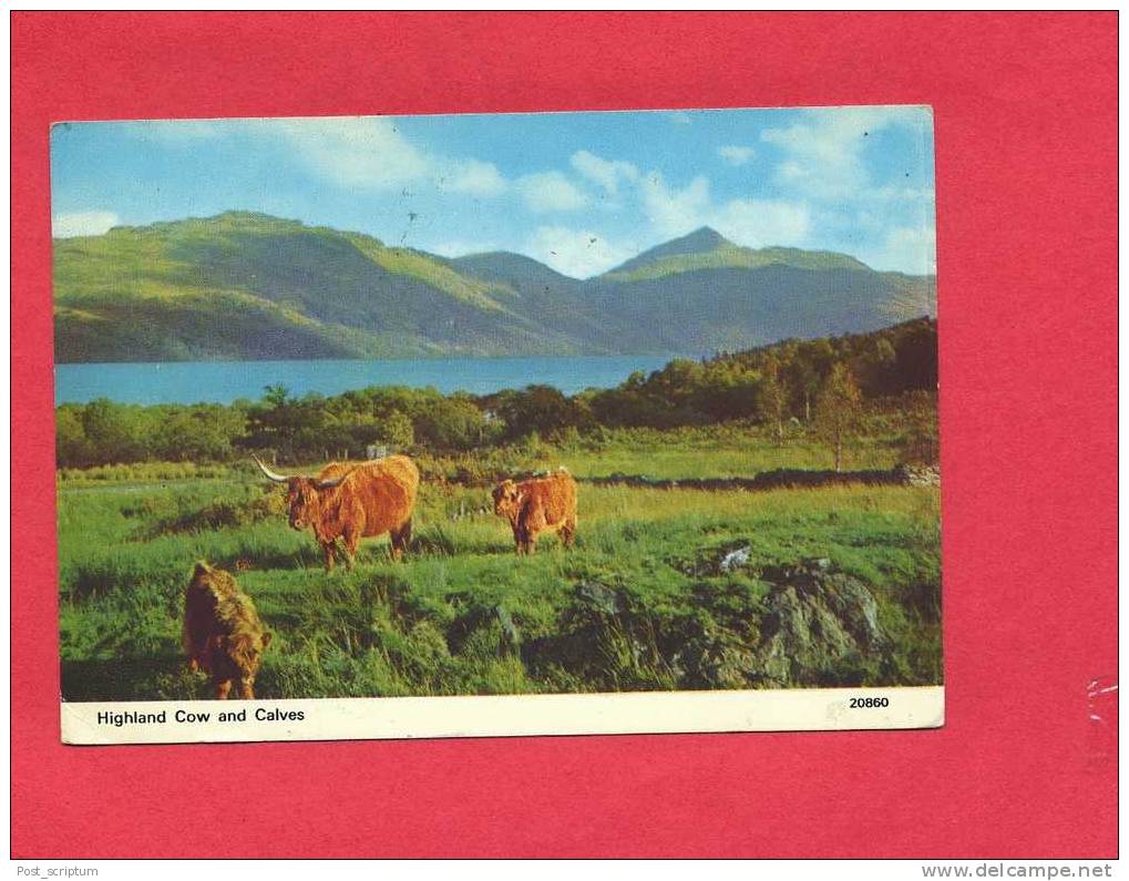 Royaume Uni - Ecosse - Highland Cow And Calves ( Card Posted In Stirling) - Stirlingshire