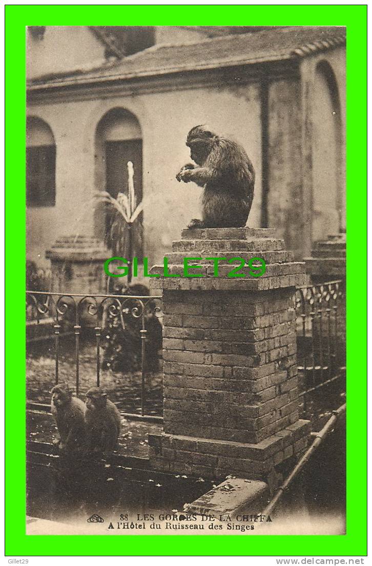 BLIDA, ALGÉRIE - LES GORGES DE LA CHIFFA - À L´HÔTEL DU RUISSEAU DES SINGES - CAP - - Blida