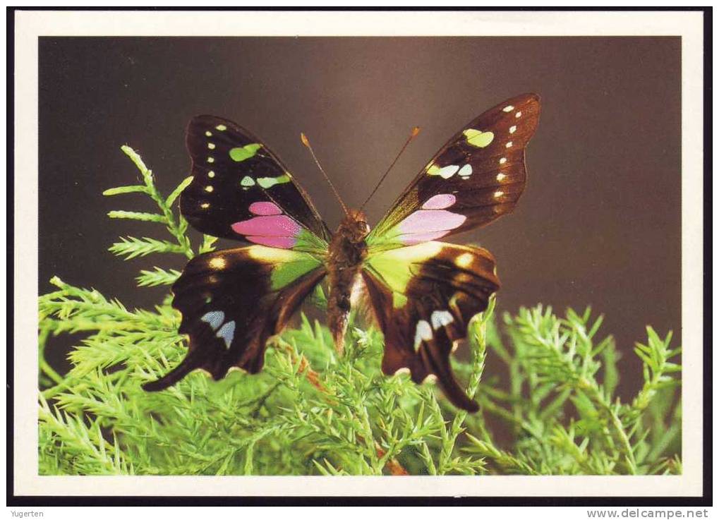 CP - PAPILLON (Graphium Weiskei) Nouvelle Guinée - Carte Neuve Non écrite - Mint - Butterflies