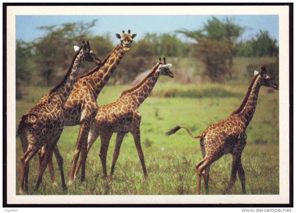 POSTCARD - Mint - Girafes Girafes Giraffen Girafe Giraffe Jirafa Jirafas - Giraffe - Carte Neuve Non écrite - Mammals - Giraffes